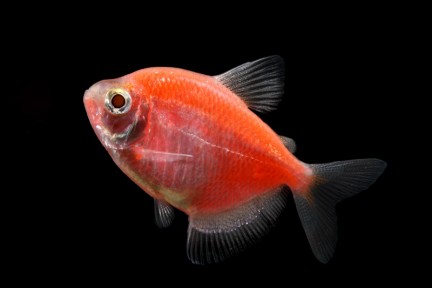 GloFish - * Tetra - Moonrise Pink - 1-2 inch - Quantity of 6 - Special Order